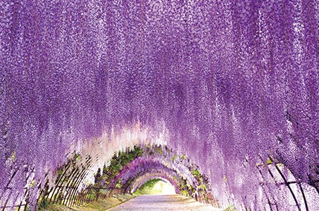 (久留米/基山発着)一度は行きたい河内藤園の藤棚 日帰り とらふく刺身・あんこうのから揚げ・長州牧場牛を食す1